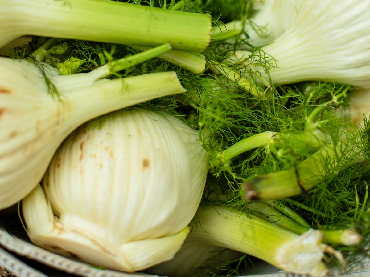 fennel