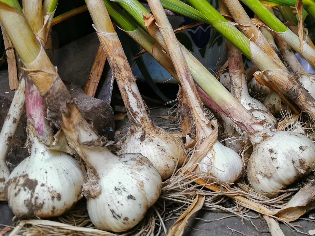 garlic