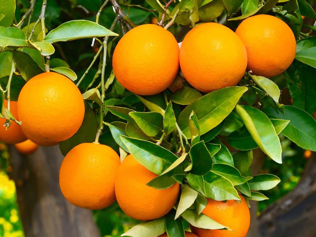 oranges